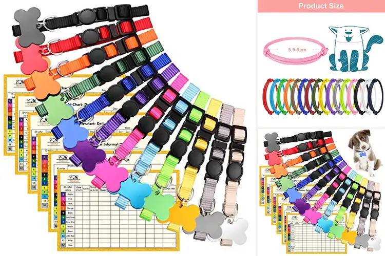 Detailed view of Best Bright Colored Puppies