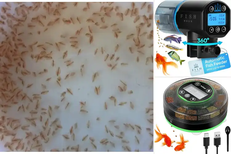 Detailed view of Best Freshwater Feeders